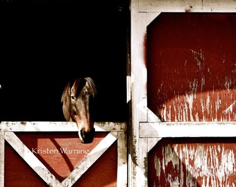 Horse Photo, Thoroughbred, Barns, Equine Art, Horses, Horse Pictures, Pictures of Horses, Red