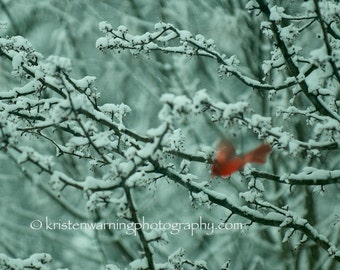 Cardinals, Birds, Winter, Bird Photos, Cardinal Photos, Nature, Photography, Cardinal Pictures