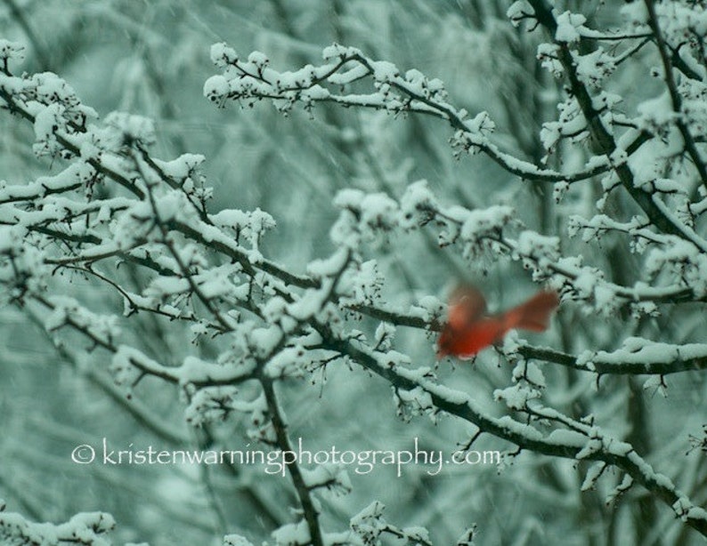 Cardinals, Birds, Winter, Bird Photos, Cardinal Photos, Nature, Photography, Cardinal Pictures image 1