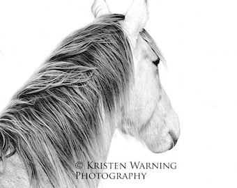 Looking Forward, Black and White Photography, Horse Pictures, Horses, Equine Art, Fine Art, Portraits