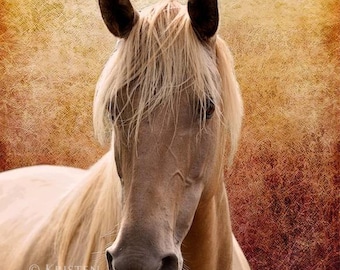 Horse Portrait, Equine Art, Fine Art, Horse Photos, Pictures of Horses, Horse Photography, The Portrait