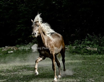 Horse Photo, Equine Art, The Dance, Dramatic Image, Country Living, Horses