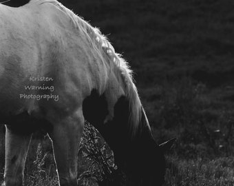 The Reach, B&W, Horse Art, Fine Art, Equine Art, Horse Pictures, Black and White Photography