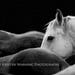 see more listings in the Horse Photography section