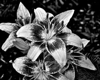 Flower Photos, Flowers, Lily, Black and White, Nature Photography, Lilies