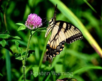 Butterfly Photo, Butterfly, Yellow Butterfly, 8x10, Nature Photography, Butterflies