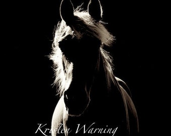 Horse Photos, Horses, In the Light, Horse Pictures, Horses, Equine Art, Rocky Mountain Horses