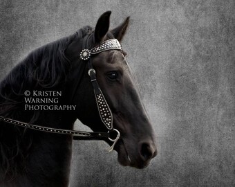 Equine Art, Horses, Horse Photos, The Noble, Fine Art Photography, Photography, Portraits