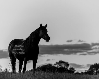 Standing At Sunrise, B&W, Horse Art, Fine Art, Equine Art, Horse Pictures, Black and White Photography