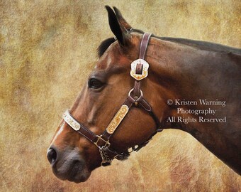 Equine Art, Horse Art, Horse Photos, Western Fine Art, Quarter Horse Art, Western Halter, Horse Photos, Western Pictures