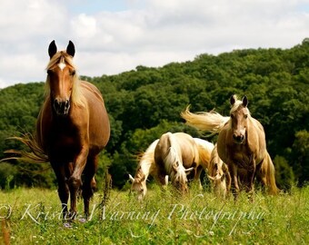 Summer Horses, Rockies, Horse Photos, Horses, Summer, Landscapes, Natural Light, Pictures of Horses