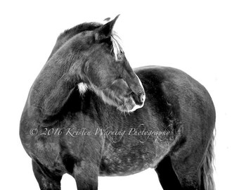 Horse Photos, Horse Pictures, Equine Art, Black and White, Pictures of Horses, Rockies, Portraits