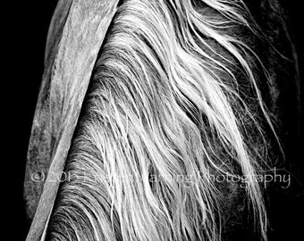 Mane Lines, Horses, Equine Art, Horse Photos, Black and White, Horse Photography, Mane