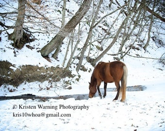 Winter Horse, Horses in Winter, Snow Scenes, Snow, Horses, Equine Art, Horse Art