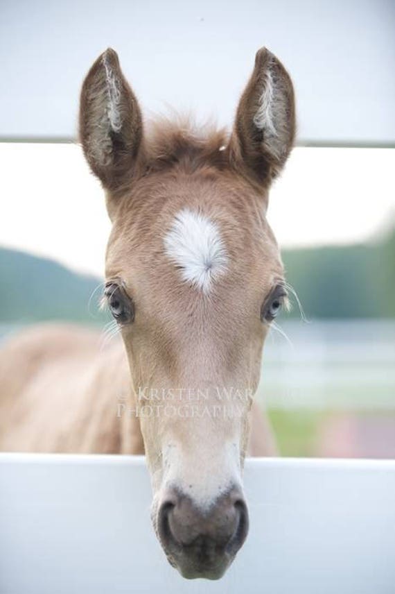 Veulens baby paard Foto's veulen foto paarden Etsy België