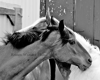 Horse Photograph, Equine Flirting - 11x14 Black and White Photograph, Horse Photography, Equine Art, Horses, Photography