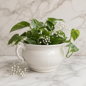 May include: A white ceramic planter with two handles, filled with green pothos plants and small white flowers. The planter sits on a marble surface, creating a clean and natural aesthetic.