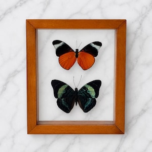 May include: A wooden framed display featuring two butterflies. The top butterfly has orange wings with black and white accents. The bottom butterfly has dark green wings with black and blue accents. The frame is a warm brown color.