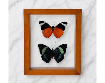 Vintage Framed Red Flashers Real Butterfly Specimen Display, Double Glass Shadow Box, Entomology Art
