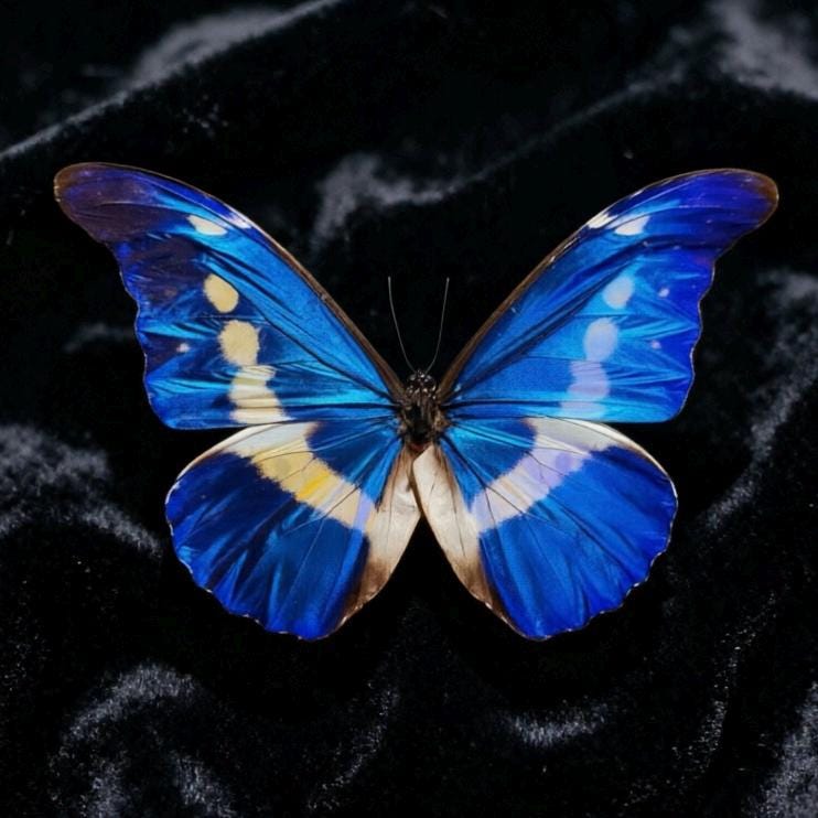 Morpho Helena - Etsy