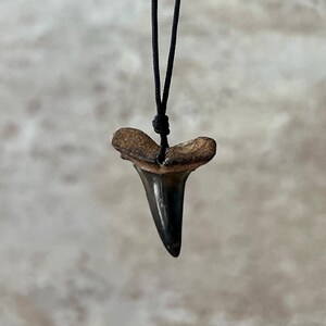 Large Shark Tooth Talisman #1