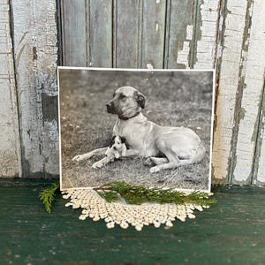 Vintage Photograph of Dogs, 1930&#39;s, Found in England