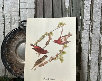 Purple Finch Audubon Art Print, Vintage 1980's