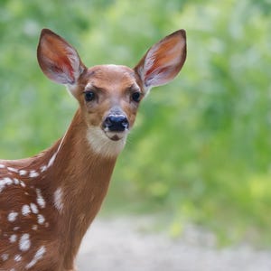 Download digital de veado: fotografia da vida selvagem, impressão de parede da natureza, download instantâneo, veado-de-cauda-branca
