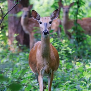 Download digital Doe: fotografia da natureza, fotografia da vida selvagem, impressões instantâneas de veados
