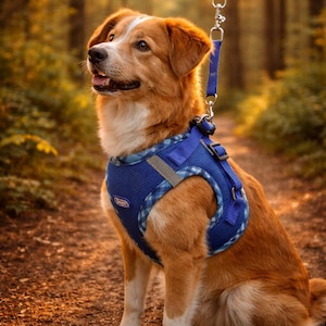 Peut inclure: Un chien de taille moyenne, au pelage brun-roux et blanc, porte un harnais et une laisse bleus. Il est assis sur un sentier de terre, dans un cadre forestier flou.