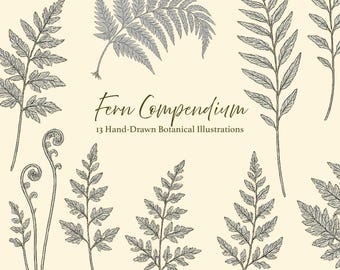 May include: A collection of 13 hand-drawn botanical illustrations of ferns. The image features various fern fronds in a detailed, grayscale line art style against a cream-colored background. Text reads "Fern Compendium".