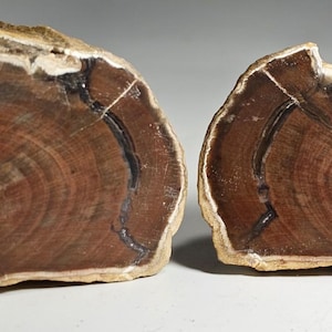 May include: Two halves of a petrified wood specimen. The cut surfaces reveal concentric rings of reddish-brown and dark brown hues, with black vein-like patterns. The outer edges are a lighter tan color.