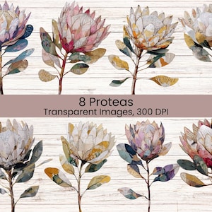 Puede incluir: Una colección de 8 ilustraciones de flores de protea con texturas de técnica mixta, efectos de papel en capas y paletas de colores variadas que incluyen tonos rosas, amarillos y verdes apagados. El texto 8 Proteas Transparent Images, 300 DPI está centrado.