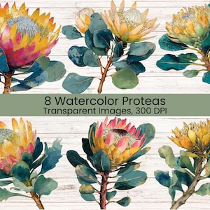 May include: A collection of eight watercolour protea flower illustrations featuring vibrant yellow, pink, and deep teal foliage. The text 8 Watercolor Proteas Transparent Images, 300 DPI is centred across the middle of the digital graphic set.