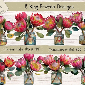 Op de afbeelding: Acht digitale ontwerpen van King Protea bloemen in glazen potten. De bloemen zijn roze, rood en geel met groene bladeren. De potten zijn helder met blauwe en gele accenten. Tekst: "Different Designs & Textures", "Fussy Cuts JPG & PDF", en "Transparent PNG 300 DPI".