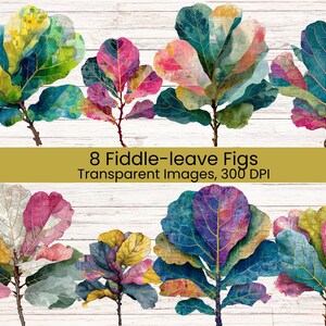 Könnte beinhalten: Eine Sammlung von acht digitalen Illustrationen von Geigenfeigen mit leuchtend bunten Blättern und sichtbaren Texturen. Der Text 8 Fiddle-leave Figs Transparent Images, 300 DPI ist in der Mitte des Bildes zentriert dargestellt.
