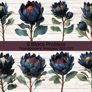 Puede incluir: Una colección de ocho ilustraciones digitales de flores de protea azul oscuro y negro con hojas verdes. El texto en el centro dice 8 Black Proteas Transparent Images, 300 DPI. Cada flor presenta pétalos en capas y un centro texturizado.