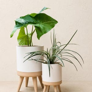 Puede incluir: Dos macetas de cerámica blanca con patas de madera marrón claro, cada una con una planta verde diferente. La maceta más grande tiene hojas anchas, mientras que la más pequeña tiene hojas largas y finas. Sobre un fondo neutro.