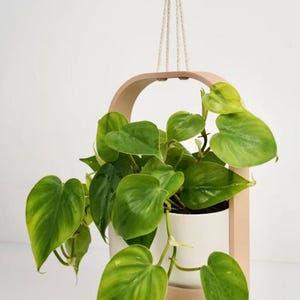 Puede incluir: Una planta filodendro de hojas en forma de corazón con hojas verdes y amarillas variegadas en una maceta cilíndrica blanca, suspendida dentro de un marco de madera clara en forma de arco unido a una cuerda blanca para colgar del techo.