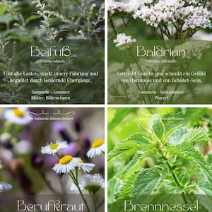 Könnte beinhalten: Vier botanische Karten mit deutschem Text. Die Karten zeigen Bilder von Pflanzen: Beifuss, Baldrian, Berufkraut und Brennnessel. Jede Karte enthält den Namen der Pflanze, ihren wissenschaftlichen Namen und eine kurze Beschreibung ihrer Eigenschaften. Die Karten sind für Informationszwecke bestimmt.