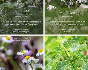 Smudging with local herbs and medicinal plants - Ancient witchcraft knowledge printable | 20 medicinal herbs - cards | Instant download