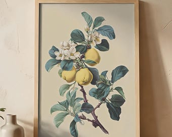 Quince Botanical Print | Vintage Orchard Wall Art | Mediterranean Decor