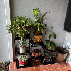 May include: A black metal plant stand displays various potted plants, including succulents and flowering plants. The pots are in various colours and patterns, with one pot reading "Crazy Plant Lady". The stand is on a tiled surface.