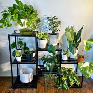 May include: An assortment of potted plants on black metal shelving. The plants display diverse green foliage, with some pots in white and orange. The shelving units are set against a white wall and wooden floor.