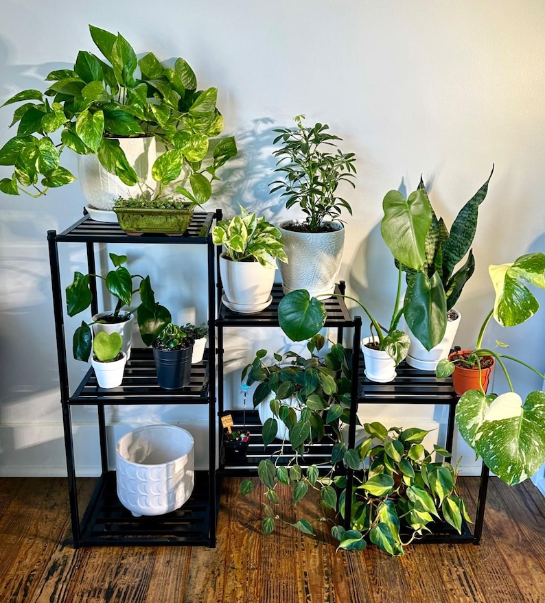 May include: An assortment of potted plants on black metal shelving. The plants display diverse green foliage, with some pots in white and orange. The shelving units are set against a white wall and wooden floor.