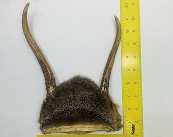 Whitetail Deer 2-Point Antler Rack Skull Plate Rustic Cabin Lodge Decor Man Cave