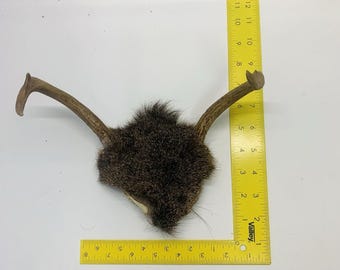 Cráneo de ciervo de cola blanca de 2 puntas, placa decorativa rústica para cabaña o refugio de hombre