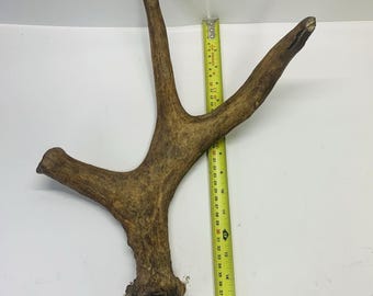 Coltello da intaglio per corna di alce selvatico, naturalmente caduto, masticabile per cani, tassidermia, artigianato fai da te