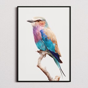 Könnte beinhalten: Ein gerahmter Kunstdruck, der eine Gabelracke zeigt, die auf einem dünnen, strukturierten Ast sitzt. Der Vogel hat ein leuchtend buntes Gefieder mit einer violetten Brust, helltürkisen Flügeln und beigefarbenen Federn auf dem Rücken.