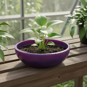 May include: A small green plant with round leaves in a deep purple ceramic pot. The pot sits on a wooden shelf, with other plants visible in the background. The plant is in a well-lit area, possibly a greenhouse.
